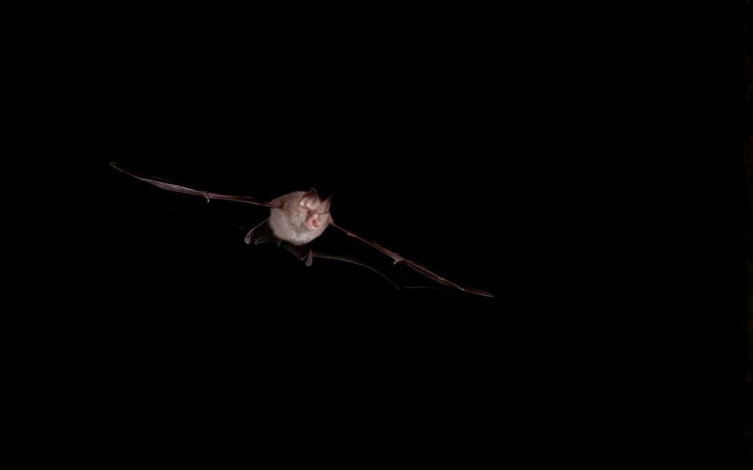 Les chauves souris, des acrobates de la nuit ?